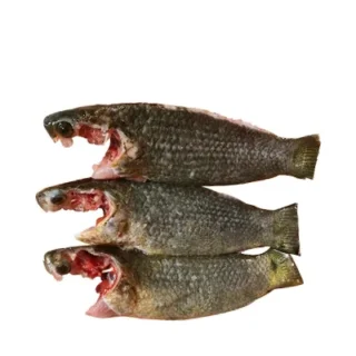 ৫০০ গ্রাম কৈই মাছ Koi Fish